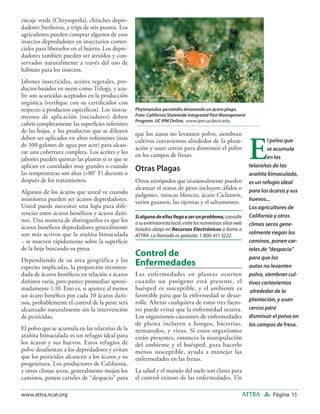 encaje verde (Chrysoperla), chinches depre-
dadores Stethorus, y trips de seis puntos. Los
agricultores pueden comprar algunos de esos
insectos depredadores en insectarios comer-
ciales para liberarlos en el huerto. Los depre-
dadores también pueden ser atraídos y con-
servados naturalmente a través del uso de
hábitats para los insectos.                       Phytoseiulus persimilis

Jabones insecticidas, aceites vegetales, pro-
ductos basados en neem como Trilogy, y azu-
fre son acaricidas aceptados en la producción
orgánica (veriﬁque con su certiﬁcador con
respecto a productos especíﬁcos). Los instru-     Phytoseiulus persimilis devorando un ácaro plaga.
mentos de aplicación (rociadores) deben           Foto: California Statewide Integrated Pest Management
                                                  Program. UC IPM Online, www.ipm.ucdavis.edu.
cubrir completamente las superﬁcies inferiores
de las hojas, y los productos que se diluyen      que los autos no levanten polvo, siembran


                                                                                                               E
deben ser aplicados en altos volúmenes (más       cultivos cortavientos alrededor de la plant-                         l polvo que
de 100 galones de agua por acre) para alcan-      ación y usan cercos para disminuir el polvo                          se acumula
zar una cobertura completa. Los aceites y los     en los campos de fresas.
jabones pueden quemar las plantas si es que se                                                                         en las
aplican en cantidades muy grandes o cuando        Otras Plagas                                                 telarañas de las
las temperaturas son altas (>80 F) durante o                                                                  arañita bimaculada,
después de los tratamientos.                      Otros artrópodos que ocasionalmente pueden                   es un refugio ideal
                                                  alcanzar el status de peste incluyen: áﬁdos o                para los ácaros y sus
Algunos de los ácaros que usted ve cuando         pulgones, moscas blancas, ácaro Ciclamen,
monitorea pueden ser ácaros depredadores.         varios gusanos, las tijeretas y el saltamontes.              huevos...
Usted puede necesitar una lupa para dife-                                                                      Los agricultores de
renciar entre ácaros benéﬁcos y ácaros dañi-                                                                   California y otros
                                                  Si alguno de ellos llega a ser un problema, consulte
nos. Una manera de distinguirlos es que los       a su extensionista local, visite los numerosos sitios web    climas secos gene-
ácaros benéﬁcos depredadores generalmente         listados abajo en Recursos Electrónicos o llame a
son más activos que la arañita bimaculada                                                                      ralmente riegan los
                                                  ATTRA. La llamada es gratuita: 1-800-411-3222.
– se mueven rápidamente sobre la superﬁcie                                                                     caminos, ponen car-
de la hoja buscando su presa.                                                                                  teles de “despacio”
                                                  Control de                                                   para que los
Dependiendo de su área geográfica y las
especies implicadas, la proporción recomen-
                                                  Enfermedades                                                 autos no levanten
dada de ácaros benéﬁcos en relación a ácaros      Las enfermedades en plantas ocurren                          polvo, siembran cul-
dañinos varía, pero parece promediar aproxi-      cuando un patógeno está presente, el                         tivos cortavientos
madamente 1:10. Esto es, si aparece al menos      huésped es susceptible, y el ambiente es                      alrededor de la
un ácaro benéﬁco por cada 10 ácaros dañi-         favorable para que la enfermedad se desar-
                                                                                                               plantación, y usan
nos, probablemente el control de la peste será    rolle. Alterar cualquiera de estos tres facto-
alcanzado naturalmente sin la intervención        res puede evitar que la enfermedad ocurra.                   cercos para
de pesticidas.                                    Los organismos causantes de enfermedades                     disminuir el polvo en
                                                  de planta incluyen a hongos, bacterias,                      los campos de fresa.
El polvo que se acumula en las telarañas de la    nematodos, y virus. Si estos organismos
arañita bimaculada es un refugio ideal para       están presentes, entonces la manipulación
los ácaros y sus huevos. Estos refugios de        del ambiente y el huésped, para hacerlo
polvo desalientan a los depredadores y evitan     menos susceptible, ayuda a manejar las
que los pesticidas alcancen a los ácaros y su     enfermedades en las fresas.
progenitura. Los productores de California,
y otros climas secos, generalmente mojan los      La salud y el manejo del suelo son claves para
caminos, ponen carteles de “despacio” para        el control exitoso de las enfermedades. Un

www.attra.ncat.org                                                                                            ATTRA      Página 15
 