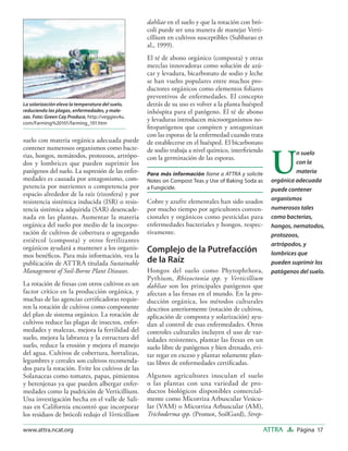 dahliae en el suelo y que la rotación con bró-
                                                  coli puede ser una manera de manejar Verti-
                                                  cillium en cultivos susceptibles (Subbarao et
                                                  al., 1999).
                                                  El té de abono orgánico (composta) y otras
                                                  mezclas innovadoras como solución de azú-
                                                  car y levadura, bicarbonato de sodio y leche
                                                  se han vuelto populares entre muchos pro-
                                                  ductores orgánicos como elementos foliares
                                                  preventivos de enfermedades. El concepto
La solarización eleva la temperatura del suelo,   detrás de su uso es volver a la planta huésped
reduciendo las plagas, enfermedades, y male-      inhóspita para el patógeno. El té de abono
zas. Foto: Green Cay Produce, http://veggies4u.
com/Farming%20101/farming_101.htm
                                                  y levaduras introducen microorganismos no-
                                                  ﬁtopatógenos que compiten y antagonizan
                                                  con las esporas de la enfermedad cuando trata
suelo con materia orgánica adecuada puede         de establecerse en el huésped. El bicarbonato



                                                                                                     U
contener numerosos organismos como bacte-         de sodio trabaja a nivel químico, interﬁriendo
rias, hongos, nemátodos, protozoos, artrópo-                                                                  n suelo
                                                  con la germinación de las esporas.
dos y lombrices que pueden suprimir los                                                                       con la
patógenos del suelo. La supresión de las enfer-   Para más información llame a ATTRA y solicite               materia
medades es causada por antagonismo, com-          Notes on Compost Teas y Use of Baking Soda as      orgánica adecuada
petencia por nutrientes o competencia por         a Fungicide.                                       puede contener
espacio alrededor de la raíz (rizosfera) y por
                                                  Cobre y azufre elementales han sido usados         organismos
resistencia sistémica inducida (ISR) o resis-
tencia sistémica adquirida (SAR) desencade-       por mucho tiempo por agricultores conven-          numerosos tales
nada en las plantas. Aumentar la materia          cionales y orgánicos como pesticidas para          como bacterias,
orgánica del suelo por medio de la incorpo-       enfermedades bacteriales y hongos, respec-         hongos, nematodos,
ración de cultivos de cobertura o agregando       tivamente.                                         protozoos,
estiércol (composta) y otros fertilizantes
                                                                                                     artrópodos, y
orgánicos ayudará a mantener a los organis-       Complejo de la Putrefacción
mos benéﬁcos. Para más información, vea la                                                           lombrices que
publicación de ATTRA titulada Sustainable         de la Raíz                                         pueden suprimir los
Management of Soil-Borne Plant Diseases.          Hongos del suelo como Phytophthora,                patógenos del suelo.
                                                  Pythium, Rhizoctonia spp. y Verticillium
La rotación de fresas con otros cultivos es un    dahliae son los principales patógenos que
factor crítico en la producción orgánica, y       afectan a las fresas en el mundo. En la pro-
muchas de las agencias certiﬁcadoras requie-      ducción orgánica, los métodos culturales
ren la rotación de cultivos como componente       descritos anteriormente (rotación de cultivos,
del plan de sistema orgánico. La rotación de      aplicación de composta y solarización) ayu-
cultivos reduce las plagas de insectos, enfer-    dan al control de esas enfermedades. Otros
medades y malezas, mejora la fertilidad del       controles culturales incluyen el uso de var-
suelo, mejora la labranza y la estructura del     iedades resistentes, plantar las fresas en un
suelo, reduce la erosión y mejora el manejo       suelo libre de patógenos y bien drenado, evi-
del agua. Cultivos de cobertura, hortalizas,      tar regar en exceso y plantar solamente plan-
legumbres y cereales son cultivos recomenda-      tas libres de enfermedades certiﬁcadas.
dos para la rotación. Evite los cultivos de las
Solanaceas como tomates, papas, pimientos         Algunos agricultores inoculan el suelo
y berenjenas ya que pueden albergar enfer-        o las plantas con una variedad de pro-
medades como la pudrición de Verticillium.        ductos biológicos disponibles comercial-
Una investigación hecha en el valle de Sali-      mente como Micorriza Arbuscular Vesicu-
nas en California encontró que incorporar         lar (VAM) o Micorriza Arbuscular (AM),
los residuos de brócoli redujo el Verticillium    Trichoderma spp. (Promot, SoilGard), Strep-

www.attra.ncat.org                                                                                 ATTRA      Página 17
 