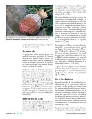 cosecha cuando la fruta está madura y muy
                                                                                  susceptible. Si los cosechadores tocan fre-
                                                                                  sas infectadas, pueden infectar fresas sanas,
                                                                                  causando que se pudran dentro de dos días
                                                                                  después de la cosecha.
                                                                                  El control del moho gris incluye la remoción
                                                                                  de escombros infectados desde el campo y el
                                                                                  aseguramiento de un buen drenaje. La fruta
                                                                                  infectada puede ser cosechada y depositada
                                                                                  en los surcos, siempre y cuando un cultiva-
                                                                                  dor pueda pasar pueda atravesar el campo y
                                                                                  enterrar esa fruta. Una cobertura limpia, que
                                                                                  mantiene a la fruta separada del suelo, tam-
                                                                                  bién es recomendada. Remover las hojas del
                                                                                  campo al ﬁnal de la temporada de cosecha
El moho gris puede ser devestador en la fresa. Foto: California Statewide Inte-   puede reducir signiﬁcativamente la inciden-
grated Pest Management Program. UC IPM Online, www.ipm.ucdavis.edu.               cia de moho gris en la fruta al año siguiente
                                                                                  (Sutton et al., 1988).
                             tomyces griseovirdis (Mycostop) y Streptomy-         Los siguientes productos bioracionales están
                             ces lydicus (Actinovate).                            disponibles comercialmente para el control
                                                                                  de Botritis: Serenade (Agraquest), Myco-
                             Antracnosis                                          stop (Verdera Oy) y Promot (JH Biotech).
                                                                                  Una investigación conducida en Israel
                             La antracnosis puede ser muy grave, cau-
                                                                                  encontró que combinar dos agentes de con-
                             sando la muerte de las plantas de fresas en
                                                                                  trol biológico (una levadura y una bacteria)
                             pleno verano. La enfermedad produce un
                                                                                  resultaba en una mejor supresión de Botri-
                             color rojo-marrón por toda la corona y even-
                                                                                  tis y reducía la variabilidad del control de la
                             tualmente frena el crecimiento de las plan-
                                                                                  enfermedad (Guetsky et al., 2001).
                             tas. Los síntomas son muy notorios durante
                             temporadas secas de verano.                          A pesar de que ningún cultivar de fresa
                                                                                  tiene un alto nivel de resistencia al moho
                             Dado que una alta fertilidad del suelo
                                                                                  gris, Earliglow es relativamente resistente
                             favorece la antracnosis, se debería aplicar
                                                                                  comparado con la mayoría de los cultivares
                             muy poco o nada de fertilizante cuando
                                                                                  (Turns, 1990).
                             la presión de la enfermedad es alta. Sin
                             embargo, cultivares resistentes pueden crecer
                             exitosamente bajo niveles de fertilidad más          Manchas Foliares
                             altos (Maas, 1987). La antracnosis es más            Las enfermedades de las manchas foliares,
                             predominante en el sudeste de los EE.UU.             identiﬁcadas por la presencia de manchas
                             que en otra parte del país. Productores com-         en hojas y tallos, pueden ser causadas por
                             erciales en el sudeste deben evitar plantar          los hongos Mycosphaerella fragariae, Ramu-
                             en sitios que tuvieron fresas anteriormente y        laria tulasnei o Phomopis obscurans, o por la
                             deben usar cultivares resistentes adaptados a        bacteria Xanthomomas fragaiae. Estos pató-
                             la localidad.                                        genos son esparcidos por agua salpicada y
                                                                                  son albergados por hojas muertas y otros res-
                             Botritis (Moho Gris)                                 tos de plantas. Las recomendaciones men-
                                                                                  cionadas anteriormente para la prevención
                             El moho gris es causado por el hongo Botrytis        de enfermedades foliares son aplicable a las
                             cinerea y es una de las pudriciones de fruta         manchas de la hoja.
                             más comunes y graves. El hongo se desarrolla
                             mejor en clima fresco y húmedo, y puede ser          Los tratamientos preventivos como el azufre,
                             devastador si clima lluvioso coincide con la         el cobre o el té de composta aplicados previo
Página 18         ATTRA                                                                            Fresas: Producción Orgánica
 