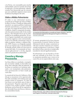 a las lluvias, son aconsejables para muchas
enfermedades como las manchas de la hoja,
el moho gris y el tizón polvoriento. Además,
estudios han demostrado que los sistemas
que usan acolchados orgánicos tienen menor
incidencia de patógenos del suelo.

Oidio o Mildiu Polvoriento
El oidio es una enfermedad micótica
(causada por un hongo) que afecta el follaje,
las ﬂores y la fruta. Causada por Sphaerotheca
macularis, sus esporas preﬁeren condiciones
húmedas intermitentes y no germinan sólo
con agua. En campos de fresas de la costa de
California, donde la temporada de produc-
ción dura prácticamente todo el año, noches       Las manchas de la hoja pueden ser causadas por hongos o bacterias. Foto: Cali-
frescas y días húmedos hacen que la enfer-        fornia Statewide Integrated Pest Management Program. UC IPM Online,
medad sea un problema persistente. El azu-        www.ipm.ucdavis.edu
fre es el agente controlador más común tanto
en huertos orgánicos como convencionales.
Leche se ha utilizado exitosamente contra el      El manejo apropiado de las fresas durante
oidio en pepinos, melones y calabazas (Bet-       la poscosecha es esencial. Enfriar las fresas
tiol, 1999). Sonata es un fungicida aceptado      eliminará el calor de campo y aumentará su
para el uso orgánico que es una formulación       vida útil. Cosechar temprano en la mañana,
de Bacillus pumilis usada en la fresa para el     cuando la temperatura es más fresca, y luego
control del oidio. Se recomienda un inter-        pre-enfriar la fruta, antes de ser transportada,
valo de aplicación de 7 a 14 días, dependi-       extenderá la vida útil signiﬁcativamente.
endo de la presión de la enfermedad.
                                                  El enfriamiento con aire forzado es el mét-
                                                  odo más utilizado en las fresas. Las cajas
Cosecha y Manejo                                  se amontonan paralelas unas a otras en un
Poscosecha                                        cuarto frío con un espacio abierto entre cajas.

Las fresas deben ser cosechadas y manipula-
das con mucho cuidado. La fruta debe estar
ﬁrme, bien coloreada y libre de pudrición. Si
las fresas se cosechan en el momento adec-
uado y son manipuladas adecuadamente,
éstas permanecerán en buen estado por
varios días.
La mayoría de las fresas de California o Flor-
ida que se encuentran en los supermercados
han sido cosechadas semi-maduras para que
puedan resistir el transporte. El color de
esas fresas es un rojo fuerte, pero el sabor es
decepcionante. Pequeños agricultores que
cosechan fruta madura pueden competir
fácilmente con las fresas de los supermerca-
dos ofreciendo fresas más frescas y sabrosas a
los consumidores locales.
                                                  El Tizón Polvoriento. Foto: California Statewide Integrated Pest Manage-
                                                  ment Program. UC IPM Online, www.ipm.ucdavis.edu

www.attra.ncat.org                                                                                     ATTRA           Página 19
 