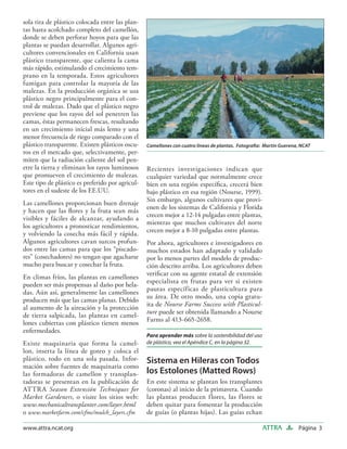 sola tira de plástico colocada entre las plan-
tas hasta acolchado completo del camellón,
donde se deben perforar hoyos para que las
plantas se puedan desarrollar. Algunos agri-
cultores convencionales en California usan
plástico transparente, que calienta la cama
más rápido, estimulando el crecimiento tem-
prano en la temporada. Estos agricultores
fumigan para controlar la mayoría de las
malezas. En la producción orgánica se usa
plástico negro principalmente para el con-
trol de malezas. Dado que el plástico negro
previene que los rayos del sol penetren las
camas, éstas permanecen frescas, resultando
en un crecimiento inicial más lento y una
menor frecuencia de riego comparado con el
plástico transparente. Existen plásticos oscu-    Camellones con cuatro líneas de plantas. Fotograﬁa: Martin Guerena, NCAT
ros en el mercado que, selectivamente, per-
miten que la radiación caliente del sol pen-
etre la tierra y eliminan los rayos luminosos     Recientes investigaciones indican que
que promueven el crecimiento de malezas.          cualquier variedad que normalmente crece
Este tipo de plástico es preferido por agricul-   bien en una región especíﬁca, crecerá bien
tores en el sudeste de los EE.UU.                 bajo plástico en esa región (Nourse, 1999).
                                                  Sin embargo, algunos cultivares que provi-
Las camellones proporcionan buen drenaje
                                                  enen de los sistemas de California y Florida
y hacen que las ﬂores y la fruta sean más
                                                  crecen mejor a 12-14 pulgadas entre plantas,
visibles y fáciles de alcanzar, ayudando a
                                                  mientras que muchos cultivares del norte
los agricultores a pronosticar rendimientos,
                                                  crecen mejor a 8-10 pulgadas entre plantas.
y volviendo la cosecha más fácil y rápida.
Algunos agricultores cavan surcos profun-         Por ahora, agricultores e investigadores en
dos entre las camas para que los “piscado-        muchos estados han adaptado y validado
res” (cosechadores) no tengan que agacharse       por lo menos partes del modelo de produc-
mucho para buscar y cosechar la fruta.            ción descrito arriba. Los agricultores deben
                                                  veriﬁcar con su agente estatal de extensión
En climas fríos, las plantas en camellones
                                                  especialista en frutas para ver si existen
pueden ser más propensas al daño por hela-
                                                  pautas específicas de plasticultura para
das. Aún así, generalmente las camellones
                                                  su área. De otro modo, una copia gratu-
producen más que las camas planas. Debido
                                                  ita de Nourse Farms Success with Plasticul-
al aumento de la aireación y la protección
                                                  ture puede ser obtenida llamando a Nourse
de tierra salpicada, las plantas en camel-
                                                  Farms al 413-665-2658.
lones cubiertas con plástico tienen menos
enfermedades.
                                                  Para aprender más sobre la sostenibilidad del uso
Existe maquinaria que forma la camel-             de plástico, vea el Apéndice C, en la página 32.
lon, inserta la línea de goteo y coloca el
plástico, todo en una sola pasada. Infor-         Sistema en Hileras con Todos
mación sobre fuentes de maquinaria como
las formadoras de camellon y transplan-           los Estolones (Matted Rows)
tadoras se presentan en la publicación de         En este sistema se plantan los transplantes
ATTR A Season Extensión Techniques for            (coronas) al inicio de la primavera. Cuando
Market Gardeners, o visite los sitios web:        las plantas producen flores, las flores se
www.mechanicaltransplanter.com/layer.html         deben quitar para fomentar la producción
o www.marketfarm.com/cfms/mulch_layers.cfm        de guías (o plantas hijas). Las guías echan

www.attra.ncat.org                                                                                    ATTRA         Página 3
 