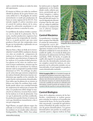 suelo y control de malezas en todos los sitios   las malezas pero se degradó
del experimento.                                 rápidamente en los bordes
                                                 donde estaba cubierto por
El sistema en hileras con todos los estolones    tierra, permitiendo que el
(donde las plantas de las guías forman una       viento rompiera y soplara
cama sólida de 6 a 30 pulgadas de ancho)         grandes pedazos de papel
normalmente es usado por productores de          fuera del sitio del ensayo. La
fresas en varias regiones de los EE.UU. Este     tasa de degradación durante
método impide el cultivo mecánico para           el primer año fue alta, pero
el control de malezas dentro de la cama,         aún así, redujo la población
aunque la cultivación usualmente es uti-         de malezas en comparación
lizada para renovar o estrechar la cama.         con el cobertor transpar-
                                                 ente y el control.
Los problemas de malezas tienden a aumen-
tar con la edad de la plantación. Por lo
tanto, muchos productores orgánicos han          Control Mecánico
elegido acortar las temporadas de rotación.      Los productores e investiga-
Esto es, se puede permitir que una cama          dores europeos han liderado
produzca fruta por dos temporadas antes          el camino de innovación e Fresa orgánica en Watsonville, California.
                                                                                  Fotograﬁa: Martin Guerena, NCAT.
de que sea incorporada y replantada con un       investigación acerca del
cultivo de cobertura.                            control mecánico de malezas en fresas. Inves-
                                                 tigaciones recientes en los EE.UU. han con-
Marvin Pritts y Mary Jo Kelly de la Univer-      ﬁrmado la utilidad de la rastra de dientes, el
sidad de Cornell (2004) condujeron durante       azadón de cepillo, y la escarda de dedos para
tres años un estudio de competencia de           desmalezar las plantaciones de fresas (Pritts
malezas en el sistema en hileras con todos       and Kelly, 1990). De hecho, el azadón de
los estolones, para determinar el impacto de     cepillo sólo requirió tres pasadas por tempo-
las malezas en la productividad posterior.       rada más dos desmalezadas manuales para
Las plantas en los sitios sin malezas tuvi-      un completo control de malezas, en com-
eron el mayor rendimiento, mientras que los      paración con la cultivación estándar con un
sitios donde no se controlaron las malezas       rotocultivador, el cual requirió tres pasadas y
durante toda la temporada la productividad       cuatro desmalezadas manuales.
disminuyó en 51%. Sin embargo, las plan-
tas de varios sitios que tuvieron competencia    Visite la pagina Web de la Sociedad Europea de
de malezas limitada obtuvieron mayores ren-      Investigación de Malezas (www.ewrs.org), en la sec-
dimientos que aquellas en los controles, los     ción de controles físicos y mecánicos de malezas, para
cuales fueron constantemente desmalezados.       obtener más información sobre éstos y otros equipos
Esto indica que las plantas de un sistema en     de cultivación mecánica. En sistemas de plasticultura,
hileras con todos los estolones bien estab-      a veces las cuadrillas de cosecha son utilizadas para
                                                 desmalezar cuando la presión de malezas es alta o
lecido puede tolerar una cantidad limitada       cuando el día de cosecha es corto por falta de fruta.
de competencia de malezas por al menos dos
años. Los productores deben dirigir la may-
oría de sus esfuerzos y recursos hacia contro-   Control Biológico
lar las malezas en el año de plantación. Una
vez que la plantación está bien establecida,     Antes de la adopción extensiva de los her-
los productores pueden limitar el número de      bicidas, comúnmente se usaban gansos
veces que desmalezan manualmente a dos o         para controlas las malezas en la producción
tres por temporada.                              comercial de fresas. En las áreas de produc-
                                                 ción concentrada, a menudo los agricultores
Papel Planter, un papel cobertor negro, fue      tenían el beneﬁcio de poder contratar servi-
utilizado en el sistema en hileras con todos     cios de gansos desmalezadores. Los gansos
los estolones en un estudio sobre cobertores     desmalezadores aún pueden ser usados para
biodegradables (Weber, 2003). Este redujo        controlar pastos y algunas malezas de hoja
www.attra.ncat.org                                                                                        ATTRA   Página 7
 