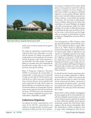 era, la paja es retirada hacia los surcos, donde
                                                                            provee cierto grado de control de malezas
                                                                            y ayuda a mantener las fresas limpias. Se
                                                                            debe tener cuidado con algunos acolchados
                                                                            orgánicos, ya que pueden albergar algunas
                                                                            pestes como caracoles, babosas, gusanos cor-
                                                                            tadores, tijeretas, y otros bichos que pueden
                                                                            ser dañinos. Por otro lado, la paja propor-
                                                                            ciona un hábitat ideal para las arañas (que
                                                                            contribuyen al control biológico de plagas)
                                                                            y ha sido reconocida por reducir las enfer-
                                                                            medades. Un estudio en Ohio demostró que
                                                                            el acolchado de paja entre las hileras de fre-
                                                                            sas fue tanto o más efectivo que los fungi-
                                                                            cidas en controlar la putrefacción de fruta
                                                                            causada por Phytophthora cactorum (Ellis et
                                                                            al., 1998).
 Watsonville, California. Fotograﬁa: Martin Guerena, NCAT.
                                                                            Una investigación en West Virginia indica
                                                                            que papel de periódico desmenuzado o pic-
                           ancha, pero un buen manejo de los gansos         ado es un cobertor excelente y seguro (Ban-
                           es esencial.                                     iecki et al., 1995). Puede ser aplicado por
                                                                            encima de las plantas al inicio del invierno,
                           No todos los agricultores encontrarán los        tal como la paja. Debe ser aplicado en una
                           requerimientos extra adecuados a su régi-        capa de 4 a 5 pulgadas de grosor (esto requi-
                           men de manejo. El trabajo extra puede ser        ere cerca de 500 a 600 libras de papel picado
                           compensado en cierto grado por el consumo        por 1,000 pies cuadrados), y estará sujeto a
                           interno de gansos o por ventas de gansos y       ser volado por el viento hasta que sea esta-
                           sus derivados. De todos modos, los gansos        bilizado por la lluvia o por el riego. De acu-
                           deben ser retirados antes de la temporada de     erdo a los estándares del Programa Orgánico
                           fructiﬁcación, porque ellos se van a comer       Nacional, sólo se puede usar como cobertor
                           las fresas antes que las malezas.                papel periódico u otro papel reciclado sin
                                                                            tinta ni lustroso.
                           Bajo el Programa Orgánico Nacional
                           (NOP), el excremento de animal debe ser          La tela de lana fue el mejor tratamiento alter-
                           compostado, a menos que sea incorporado          nativo en un estudio conducido en Minne-
                           al suelo no más allá de 120 días previo a la     sota (Forcella et al., 2003). Una capa de tela
                           cosecha de un cultivo cuya parte comestible      de lana centrada sobre el cultivo casi elim-
                           tiene contacto directo con la superﬁcie del      inó las malezas de las hileras, promovió el
                           suelo o partículas de suelo. Por lo tanto, los   enraizamiento de plantas guías, y permitió
                           gansos deberán ser retirados del campo y su      una producción máxima, equivalente a la
                           excremento deberá ser incorporado al menos       obtenida en los sitios que fueron desmaleza-
                           cuatro meses antes de inicio de la cosecha de    dos a mano.
                           las fresas. ATTRA posee más información
                           sobre el manejo apropiado de gansos des-         Marvin Pritts y Mary Jo Kelly, investigadores
                           malezadores, disponibles a pedido.               de frutas pequeñas de la Universidad de Cor-
                                                                            nell, han trabajado extensivamente con culti-
                                                                            vos de cobertura para la supresión de malezas
                           Coberturas Orgánicas                             en fresas. Ellos han probado varias especies,
                           Las plantas de fresas, especialmente en el       incluyendo cañuela alta (tall fescue), dam-
                           norte de los EE.UU., generalmente son            asquina o ﬂor de muerto (marigolds), alfor-
                           cubiertas con paja durante el invierno para      fón (buckwheat) y ballica (ryegrass), pero
                           minimizar el daño por frío. En la primav-        el sorgo sudán (sudangrass) tiene las car-
Página 8         ATTRA                                                                       Fresas: Producción Orgánica
 