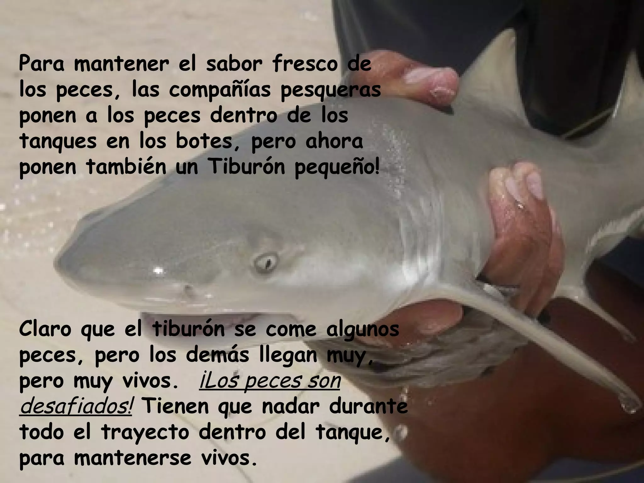 Para mantener el sabor fresco de los peces, las compañías pesqueras ponen a los peces dentro de los tanques en los botes, pero ahora ponen también un Tiburón pequeño!  Claro que el tiburón se come algunos peces, pero los demás llegan muy, pero muy vivos.  ¡Los peces son desafiados!  Tienen que nadar durante todo el trayecto dentro del tanque, para mantenerse vivos. 