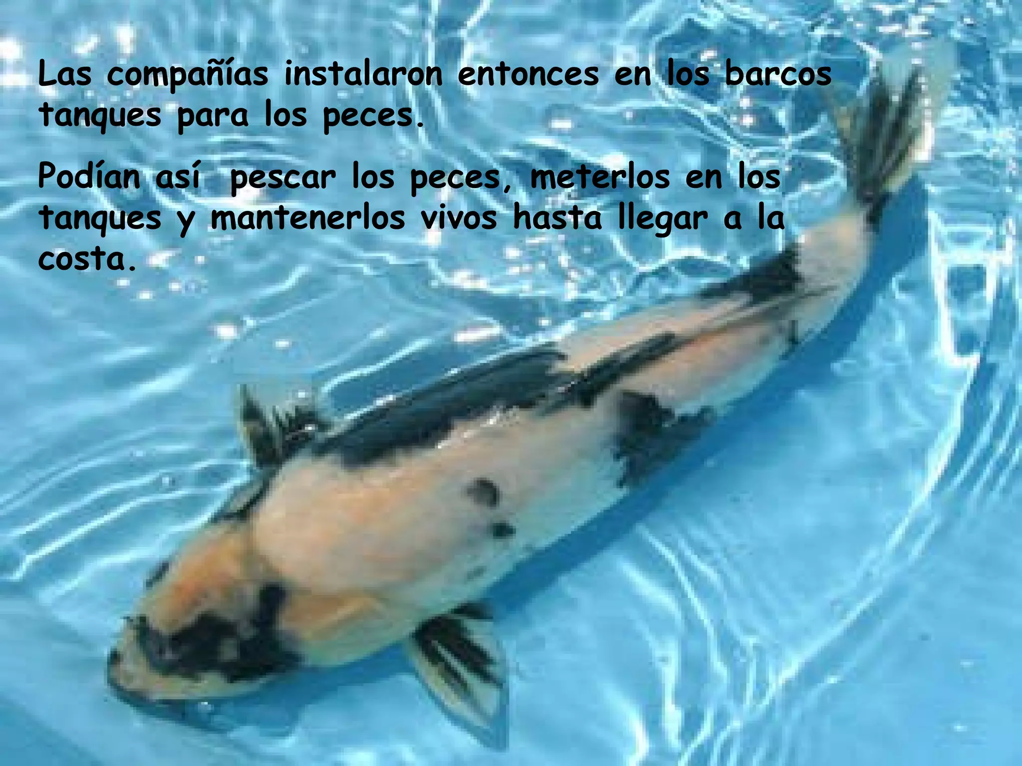 Las compañías instalaron entonces en los barcos tanques para los peces.  Podían así  pescar los peces, meterlos en los tanques y mantenerlos vivos hasta llegar a la costa. 