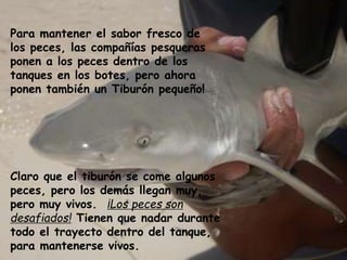 Para mantener el sabor fresco de
los peces, las compañías pesqueras
ponen a los peces dentro de los
tanques en los botes, pero ahora
ponen también un Tiburón pequeño!

Claro que el tiburón se come algunos
peces, pero los demás llegan muy,
pero muy vivos. ¡Los peces son
desafiados! Tienen que nadar durante
todo el trayecto dentro del tanque,
para mantenerse vivos.

 