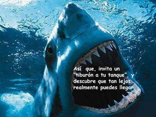 Así que, invita un
“tiburón a tu tanque”, y
descubre que tan lejos
realmente puedes llegar.

 