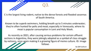 Q3.
C is the largest living rodent, native to the dense forests and flooded savannas
of South America.
Known to be superb swimmers, holding breath up to 5 minutes underwater;
they're often hunted for pelts and meat; especially in Venezuela, where its
meat is popular consumption in Lent and Holy Week.
As recently as 2021, after causing serious problems for certain affluent
sections in Argentina, they were jokingly adopted as a symbol of class struggle
by netizens, once again making it a growing figure of meme culture. ID. Image
follows
By QM Subham
 