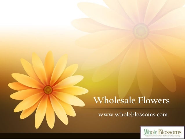 Buy The Best Fresh Flowers Wholesale At The Best Prices