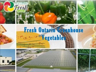 Fresh Ontario Greenhouse
Vegetables
 