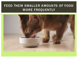 FEED THEM SMALLER AMOUNTS OF FOOD
MORE FREQUENTLY
 