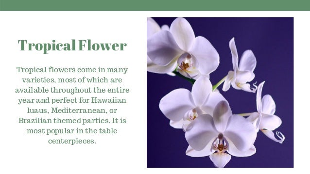 Types Of Tropical Flowers For Your Decoration