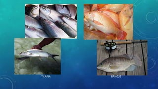 TILAPIA BANGUS