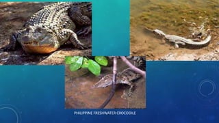 PHILIPPINE FRESHWATER CROCODILE