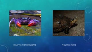 PHILLIPPNE RIVER PURPLE CRAB PHILLIPPINE TURTLE