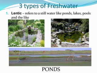 3 types of Freshwater
1. Lentic – refers to a still water like ponds, lakes, pools

and the like

PONDS

 