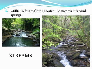 2. Lotic – refers to flowing water like streams, river and

springs.

STREAMS

 