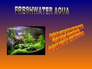 FRESHWATER AQUA Ενυδρείο φυτεμένο κοινωνικό. Ψάρια ήμερα κοπαδάκια.  Ενυδρείο υψηλών απαιτήσεων. 