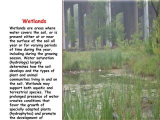 WetlandsWetlands are areas where water covers the soil, or is present either at or near the surface of the soil all year or for varying periods of time during the year, including during the growing season. Water saturation (hydrology) largely determines how the soil develops and the types of plant and animal communities living in and on the soil. Wetlands may support both aquatic and terrestrial species. The prolonged presence of water creates conditions that favor the growth of specially adapted plants (hydrophytes) and promote the development of characteristic wetland (hydric) soils