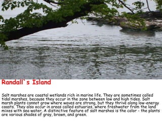 Randall`s IslandSalt marshes are coastal wetlands rich in marine life. They are sometimes called tidal marshes, because they occur in the zone between low and high tides. Salt marsh plants cannot grow where waves are strong, but they thrive along low-energy coasts. They also occur in areas called estuaries, where freshwater from the land mixes with sea water. A distinctive feature of salt marshes is the color - the plants are various shades of gray, brown, and green. 