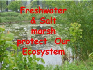 Freshwater& Salt marsh protect  Our Ecosystem 