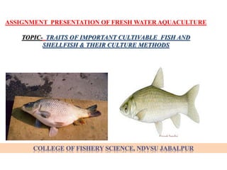 ASSIGNMENT PRESENTATION OF FRESH WATER AQUACULTURE
TOPIC- TRAITS OF IMPORTANT CULTIVABLE FISH AND
SHELLFISH & THEIR CULTURE METHODS
 