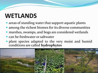 Limnetic ZoneOPEN Pelagic Zone BOTTOMBenthic ZoneLittoral Zoneshallow, well-lit, close to shore.rooted and floating plants flourishLimnetic Zonewell-lit, open surface water, farther from shore, extending to depth penetrated by lightoccupied by phytoplankton, zooplankton, higher animalsproduces food and oxygen that supports most of lake’s consumersProfundal Zoneconsists of deep, aphotic regionstoo dark for photosynthesisoxygen levels are lowinhabited by fish adapted to cool dark watersBenthic Zonebottom of lakeinhabited by organisms that can tolerate cool temperatures and low oxygen levels
