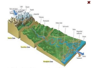 Floodplain Zonetributaries join to form riverswhich empty into oceans at estuarieswarmer stillmurkycarries substantially more sedimentcontains substantially more nutrientschannels wider, wide mouthcurrent relatively slowsubstrate silty from deposition of sediment