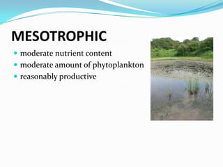 MESOTROPHICmoderate nutrient contentmoderate amount of phytoplanktonreasonably productive