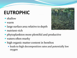 EUTROPHICshallowwarmlarge surface area relative to depthnutrient-richphytoplankton more plentiful and productivewaters often murkyhigh organic matter content in benthosleads to high decomposition rates and potentially low oxygen