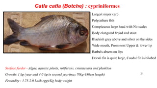 Freshwater culturable fishes | PPT