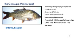 Conbeable Carps Freshwater culturable fishes | PPT