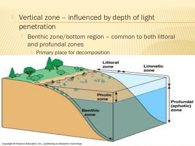 Limnetic, Profundal, Littoral, And Benthic Have What In Common? Freshwater ecology