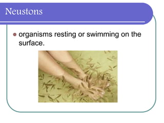 Neustons
 organisms resting or swimming on the
surface.
 