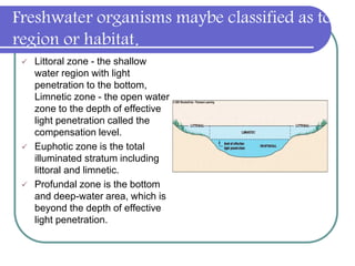 Freshwater organisms maybe classified as to
region or habitat.
 Littoral zone - the shallow
water region with light
penetration to the bottom,
Limnetic zone - the open water
zone to the depth of effective
light penetration called the
compensation level.
 Euphotic zone is the total
illuminated stratum including
littoral and limnetic.
 Profundal zone is the bottom
and deep-water area, which is
beyond the depth of effective
light penetration.
 