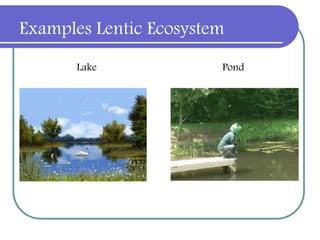 Examples Lentic Ecosystem
Lake Pond
 
