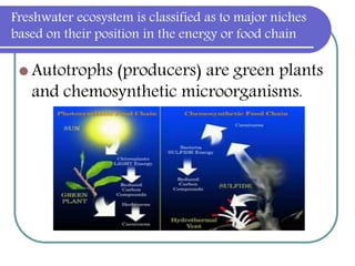 Freshwater ecosystem is classified as to major niches
based on their position in the energy or food chain
 Autotrophs (producers) are green plants
and chemosynthetic microorganisms.
 
