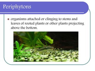 Periphytons
 organisms attached or clinging to stems and
leaves of rooted plants or other plants projecting
above the bottom.
 