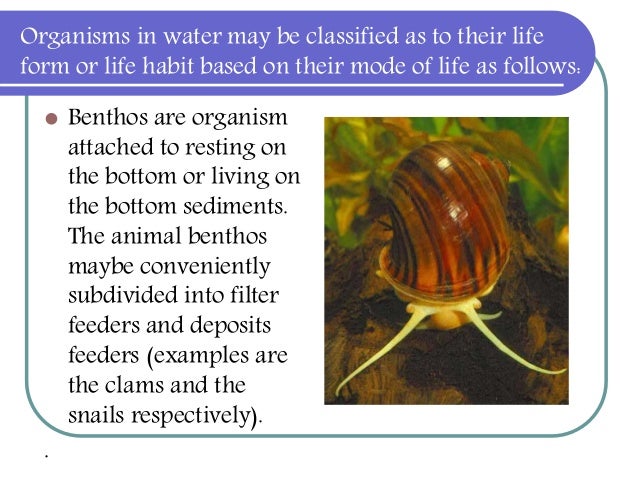 What are examples of benthos?