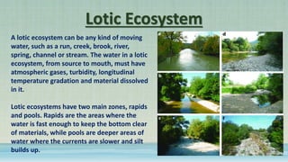 Lotic System Examples FRESH WATER ECOSYSTEM msc zoology and all | PPTX