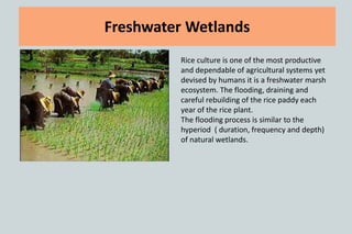 Freshwater Wetlands
Rice culture is one of the most productive
and dependable of agricultural systems yet
devised by humans it is a freshwater marsh
ecosystem. The flooding, draining and
careful rebuilding of the rice paddy each
year of the rice plant.
The flooding process is similar to the
hyperiod ( duration, frequency and depth)
of natural wetlands.
 