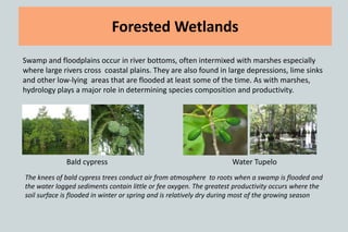 Forested Wetlands
Swamp and floodplains occur in river bottoms, often intermixed with marshes especially
where large rivers cross coastal plains. They are also found in large depressions, lime sinks
and other low-lying areas that are flooded at least some of the time. As with marshes,
hydrology plays a major role in determining species composition and productivity.
Bald cypress
The knees of bald cypress trees conduct air from atmosphere to roots when a swamp is flooded and
the water logged sediments contain little or fee oxygen. The greatest productivity occurs where the
soil surface is flooded in winter or spring and is relatively dry during most of the growing season
Water Tupelo
 