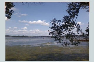A tidal marsh is a type of marsh that is found along coasts and estuaries of which the
flooding characteristics are determined by the tidal movement of the adjacent estuary, sea
or ocean. According to the salinity of the flooding water, freshwater, brackish and
saline tidal marshes are distinguished. In low lying coastal plains, tides extend inland on
large rivers.
For example-meter amplitude tide occurs on the Potomac river beyond Washington DC and on the
James River as far inland as Richmond, Virginia, creating a unique habitat of freshwater wetland.
Fleshy, low –fiber vegetation is produced in fresh water tidal marshes summer, which then
decomposes back to mud in winter, in contrast to salt marshes where the more fibrous
marsh grass remain standing all year around
Potomac river marshes
Tidal Freshwater Marshes
 