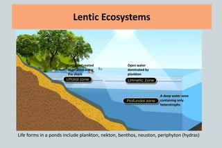 To study the environment of lentic ecosystems it is being divided into zones
Lentic Ecosystems
Contained rooted
vegetation along
the shore
Open water
dominated by
plankton
A deep water zone
containing only
heterotrophs
Life forms in a ponds include plankton, nekton, benthos, neuston, periphyton (hydras)
 