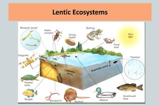 Lentic Ecosystems
 