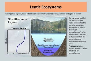 Lentic Ecosystems
In temperate regions, lakes often become thermally stratified during summer and again in winter
During spring and fall,
the entire body of
water approaches the
same temperature,
mixing occurs, occurs.
Blooms of
phytoplankton's often
follow these turnovers,
as nutrients from the
bottom become
available in the photic
zone.
Photic zone is the
lighted portion of a lake
inhabited by
phytoplankton
 