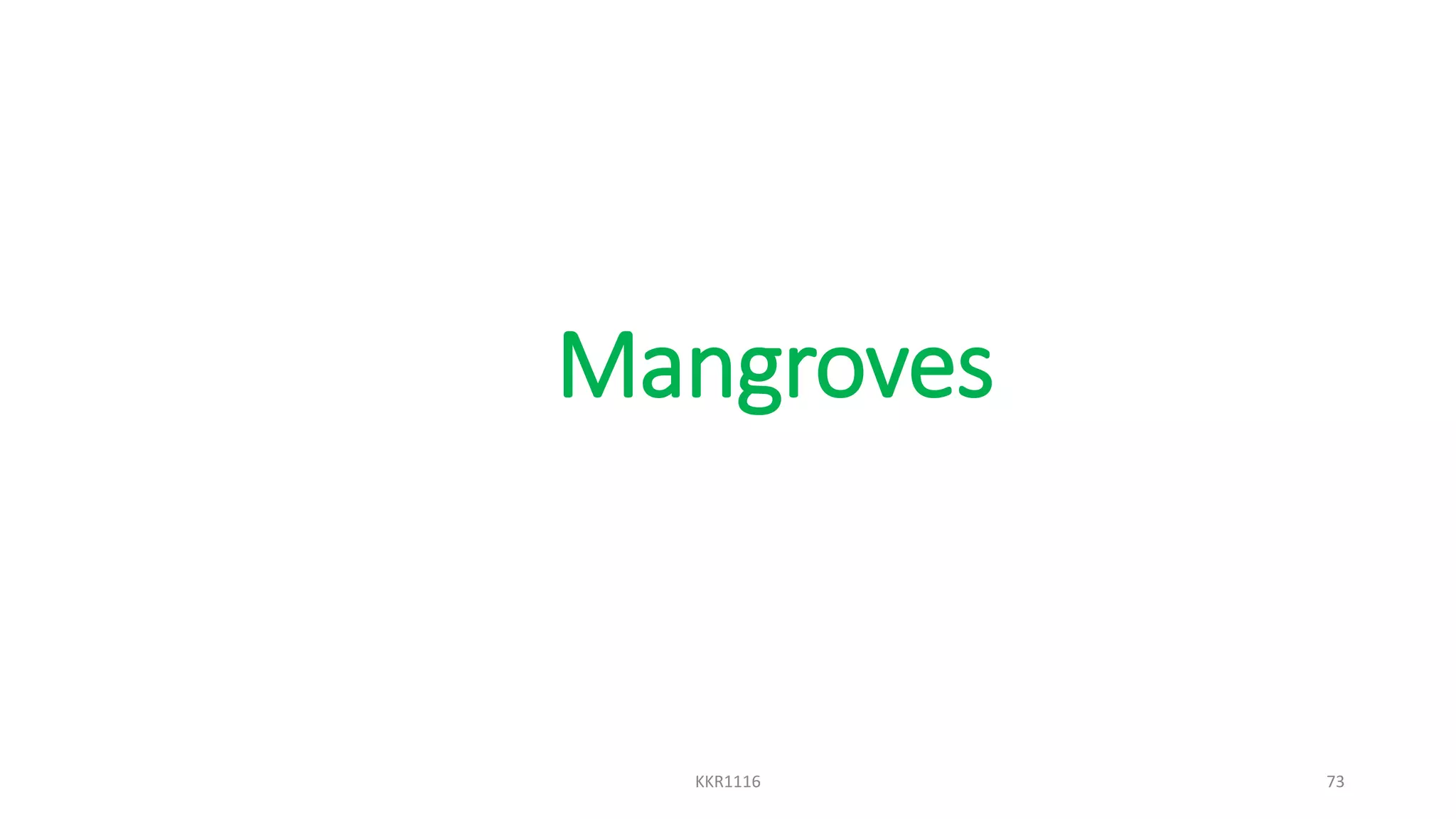 Mangroves
KKR1116 73
 