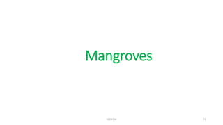 Mangroves
KKR1116 73
 