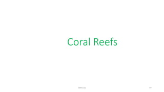 Coral Reefs
KKR1116 87
 