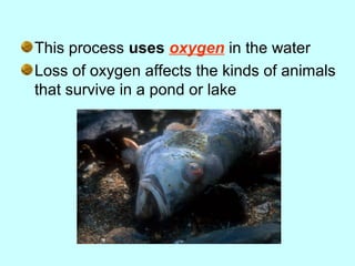 This process uses oxygen in the water
Loss of oxygen affects the kinds of animals
that survive in a pond or lake
 